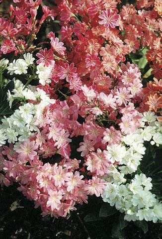 Foto de variedad de flores para ser usadas como: Maceta y planta de temporada Lewisia cotyledon Regenbogen (Rainbow)