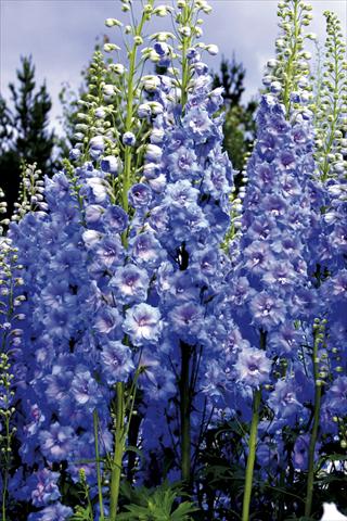 Foto de variedad de flores para ser usadas como: Planta de temporada / borde del macizo Delphinium elatum New Millennium Series Blue Lace