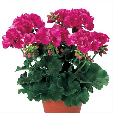 Foto de variedad de flores para ser usadas como: Patio, Maceta Pelargonium zonale pac® Shocking Pink
