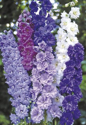 Foto de variedad de flores para ser usadas como: Planta de temporada / borde del macizo Delphinium elatum New Millennium Series Double Stars