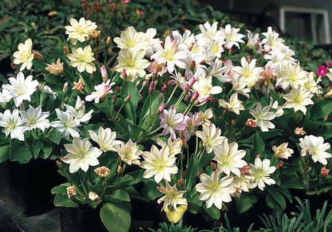 Foto de variedad de flores para ser usadas como: Planta de temporada / borde del macizo Lewisia tweedyi Lovedream