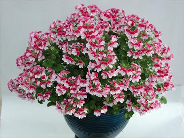 Foto de variedad de flores para ser usadas como: Patio, Tarrina de colgar Pelargonium crispum Angeleyes Bicolor