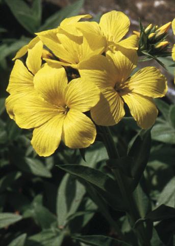 Foto de variedad de flores para ser usadas como: Planta de temporada / borde del macizo Linaria aeruginea Gemmels Strain