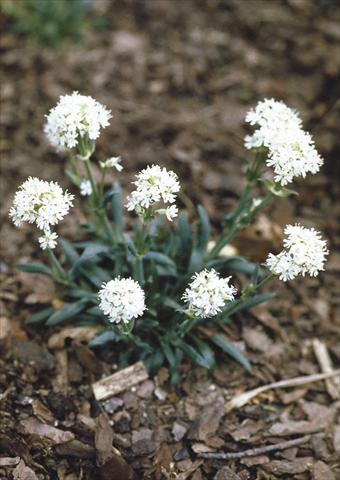 Foto de variedad de flores para ser usadas como: Planta de temporada / borde del macizo Lychnis alpina Snow Flurry