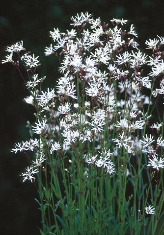 Foto de variedad de flores para ser usadas como: Planta de temporada / borde del macizo Lychnis flos-cuculi White Robin