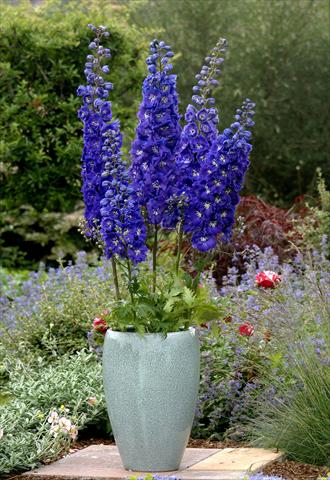 Foto de variedad de flores para ser usadas como: Planta de temporada / borde del macizo Delphinium x cultorum Centurion Royal Purple F1