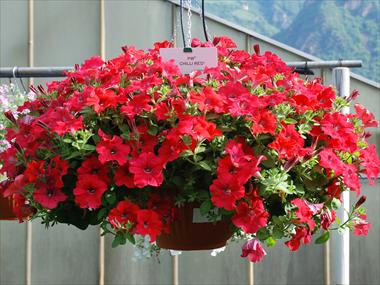Foto de variedad de flores para ser usadas como: Maceta, patio, Tarrina de colgar Petunia pendula Chilli Red