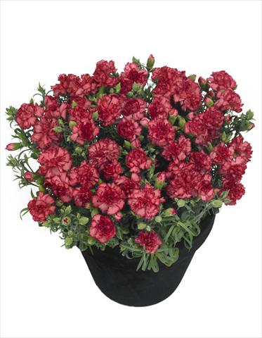 Foto de variedad de flores para ser usadas como: Maceta Dianthus Lahana