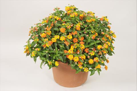 Foto de variedad de flores para ser usadas como: Maceta y planta de temporada Lantana camara Bandana® Orange Sunrise