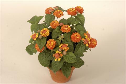 Foto de variedad de flores para ser usadas como: Maceta y planta de temporada Lantana camara Bandana® Red