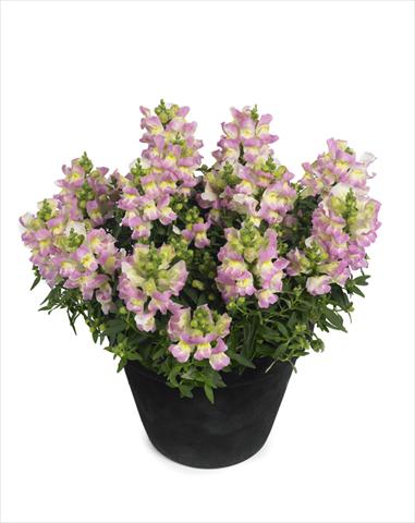 Foto de variedad de flores para ser usadas como: Tarrina de colgar / Maceta Antirrhinum majus Diana Lilac Yellow