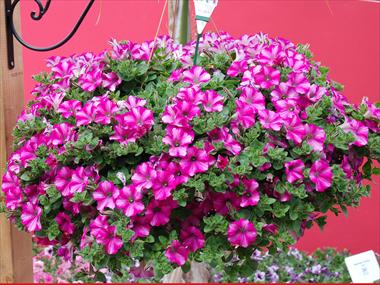 Foto de variedad de flores para ser usadas como: Maceta, patio, Tarrina de colgar Petunia Supertunia™ Raspberry Blast
