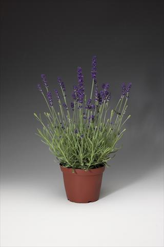 Foto de variedad de flores para ser usadas como: Maceta y planta de temporada Lavandula angustifolia AromaticoT Blue