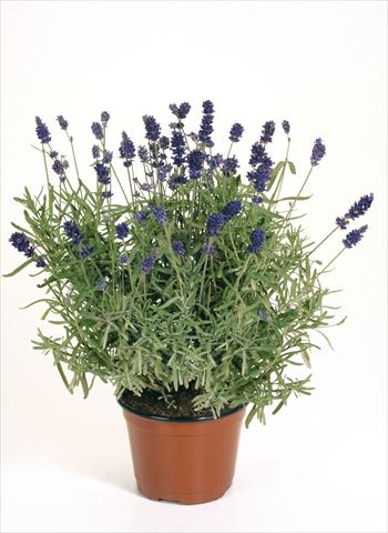 Foto de variedad de flores para ser usadas como: Maceta o Tarrina de colgar Lavandula angustifolia Lavandula Hidcote