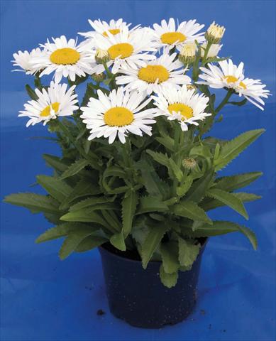 Foto de variedad de flores para ser usadas como: Maceta y planta de temporada Leucanthemum Lacrosse