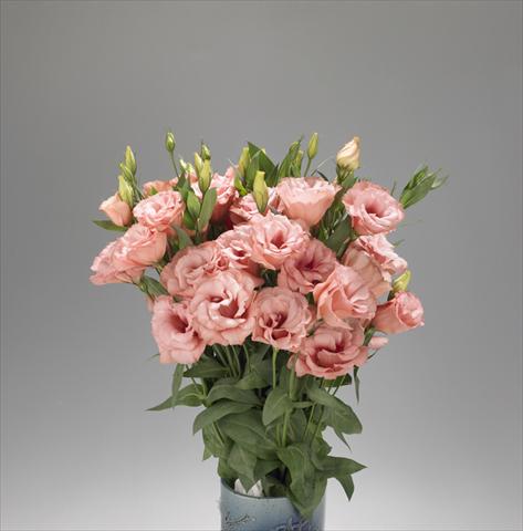 Foto de variedad de flores para ser usadas como: Flor cortada Lisianthus (Eustoma rusellianum) Super Magic Apricot 668