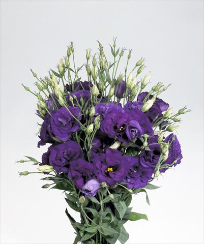 Foto de variedad de flores para ser usadas como: Flor cortada Lisianthus (Eustoma rusellianum) Super Magic Deep Blue 752