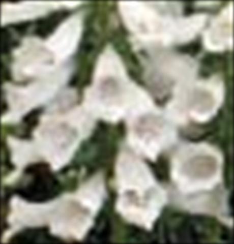 Foto de variedad de flores para ser usadas como: Maceta y planta de temporada Digitalis purpurea Dalmatian F1 White