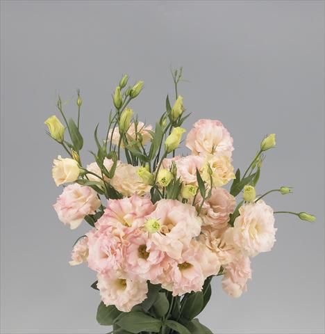 Foto de variedad de flores para ser usadas como: Flor cortada Lisianthus (Eustoma rusellianum) Super Magic Peach 588