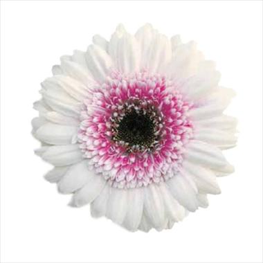 photo of flower to be used as: Cutflower Gerbera jamesonii Mon Amour