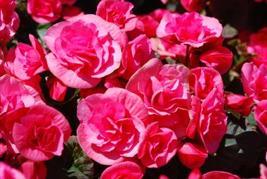 Foto de variedad de flores para ser usadas como: Maceta y planta de temporada Begonia Solenia Light Pink
