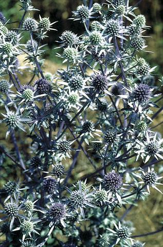 Foto de variedad de flores para ser usadas como: Planta de temporada / borde del macizo Eryngium planum Blaukappe (Blue Cap)
