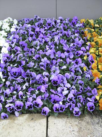 Foto de variedad de flores para ser usadas como: Maceta y planta de temporada Viola wittrockiana Earlyflorian
