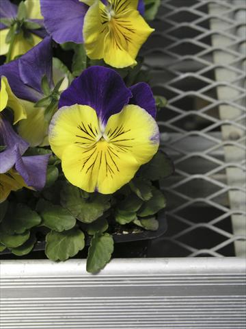 Foto de variedad de flores para ser usadas como: Maceta y planta de temporada Viola wittrockiana Earlyflorian Morpheus
