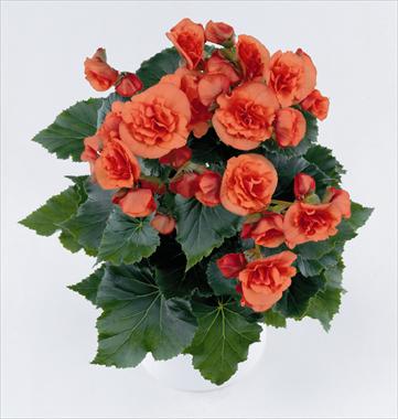Foto de variedad de flores para ser usadas como: Patio, planta de temporada Begonia Solenia Orange
