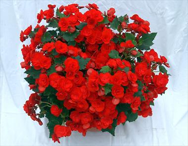 Foto de variedad de flores para ser usadas como: Patio, planta de temporada Begonia Solenia Red Improved