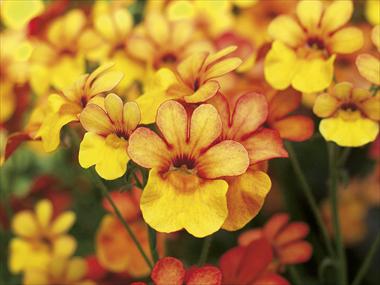 Foto de variedad de flores para ser usadas como: Maceta, patio, Tarrina de colgar Nemesia Sunsatia™ Kumquat