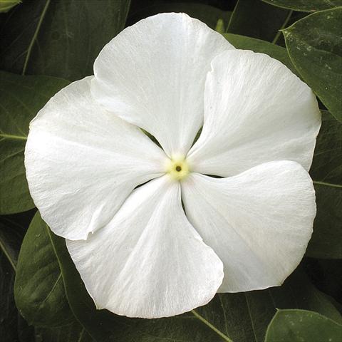 Foto de variedad de flores para ser usadas como: Maceta, planta de temporada, patio Catharanthus roseus - Vinca Vitesse White