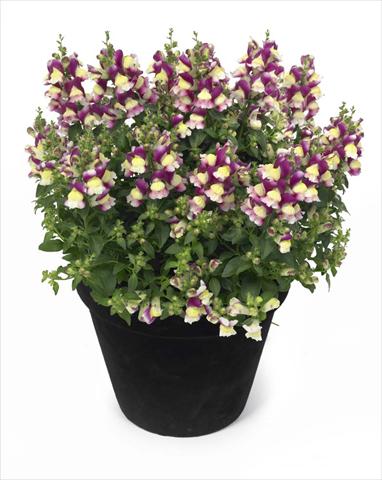 Foto de variedad de flores para ser usadas como: Tarrina de colgar / Maceta Antirrhinum majus Florini Diana Amour