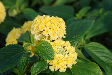 Foto de variedad de flores para ser usadas como: Maceta, planta de temporada, patio Lantana camara Suntana Cream