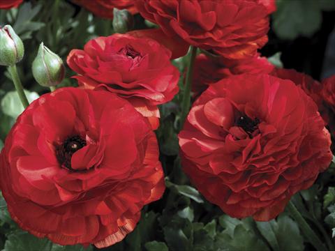 Foto de variedad de flores para ser usadas como: Maceta y planta de temporada Ranunculus asiaticus Mache Red