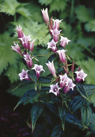 Foto de variedad de flores para ser usadas como: Maceta y planta de temporada Gentiana asclepiadea Pink Swallow