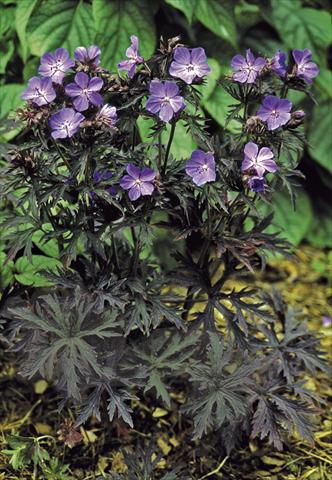 Foto de variedad de flores para ser usadas como: Maceta y planta de temporada Geranium pratense Dark Reiter