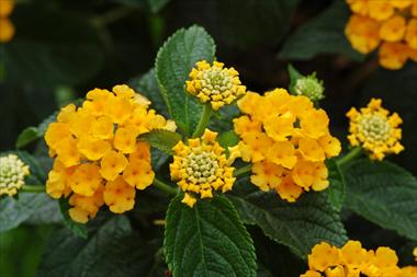 Foto de variedad de flores para ser usadas como: Maceta, planta de temporada, patio Lantana camara Suntana Gold