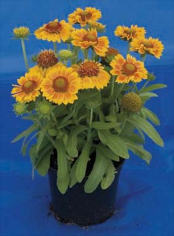 Foto de variedad de flores para ser usadas como: Maceta y planta de temporada Gaillardia Gallo Peach