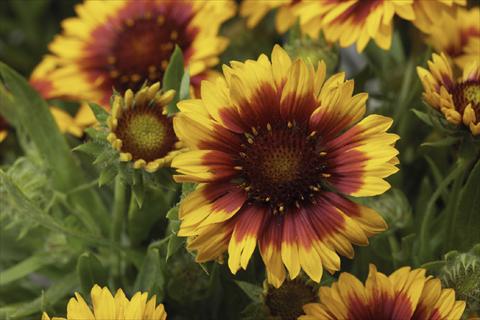 Foto de variedad de flores para ser usadas como: Maceta Gaillardia Sunburst T Yelloww Red