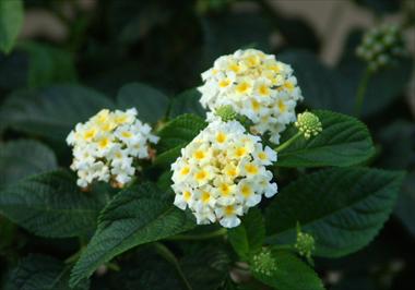 Foto de variedad de flores para ser usadas como: Maceta, planta de temporada, patio Lantana camara Suntana White