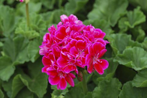 Foto de variedad de flores para ser usadas como: Planta de temporada, patio, Tarrina de colgar Pelargonium zonale Bajazzo