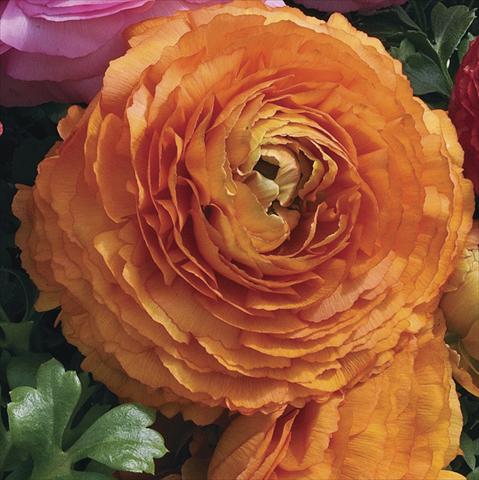 Foto de variedad de flores para ser usadas como: Maceta Ranunculus asiaticus Magic Orange