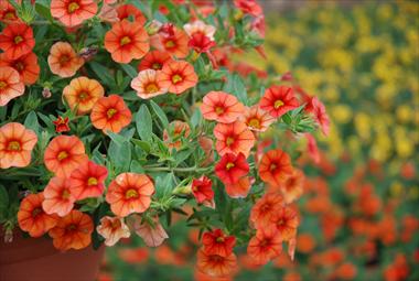 Foto de variedad de flores para ser usadas como: Patio, Tarrina de colgar Calibrachoa Superbells Orange