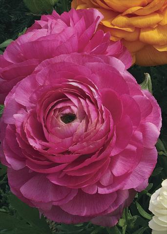 Foto de variedad de flores para ser usadas como: Maceta Ranunculus asiaticus Magic Rose