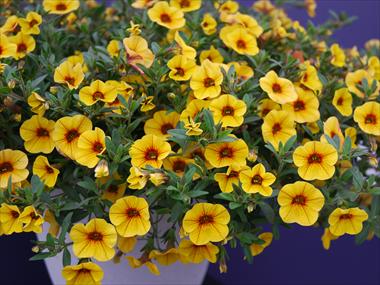 Foto de variedad de flores para ser usadas como: Patio, Tarrina de colgar Calibrachoa Superbells Yellow