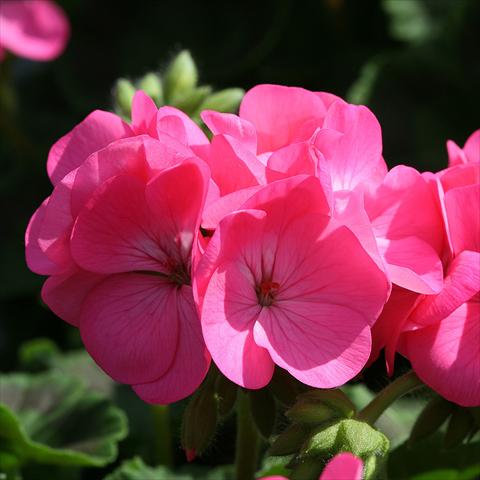 Foto de variedad de flores para ser usadas como: Maceta Pelargonium zonale Inspire Rose