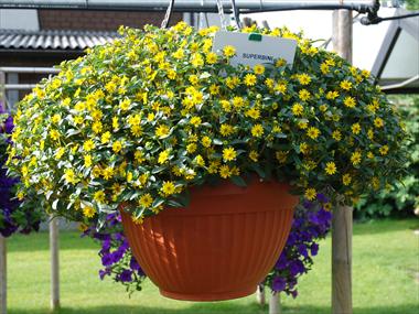 Foto de variedad de flores para ser usadas como: Maceta, planta de temporada, patio Sanvitalia PW Superbini