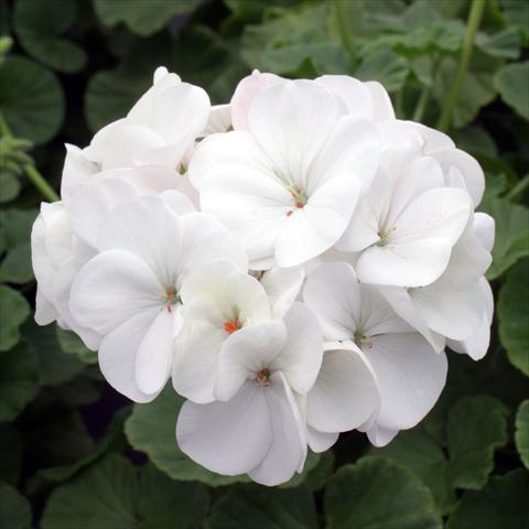 Foto de variedad de flores para ser usadas como: Maceta Pelargonium zonale Inspire White
