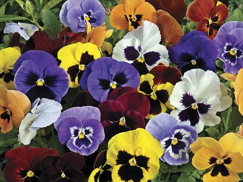 Foto de variedad de flores para ser usadas como: Maceta y planta de temporada Viola wittrockiana Mariposa Blotch Mix
